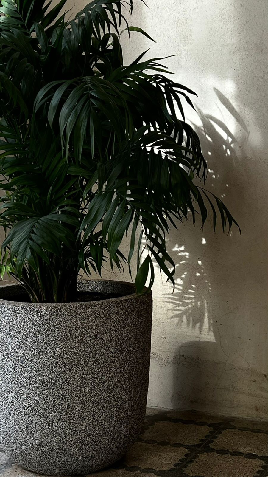 indoor plant